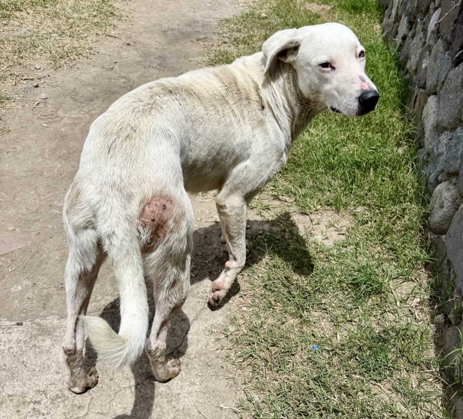 Skinny, a street dog in Guatemala